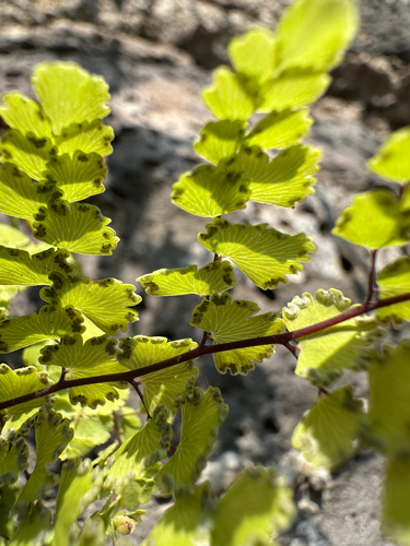 Adiantum concinnum