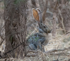 Lepus alleni