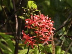 Epidendrum cochlidium