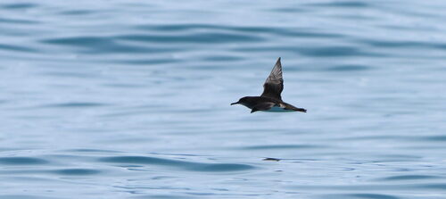 Huttonsturmtaucher (Puffinus huttoni)