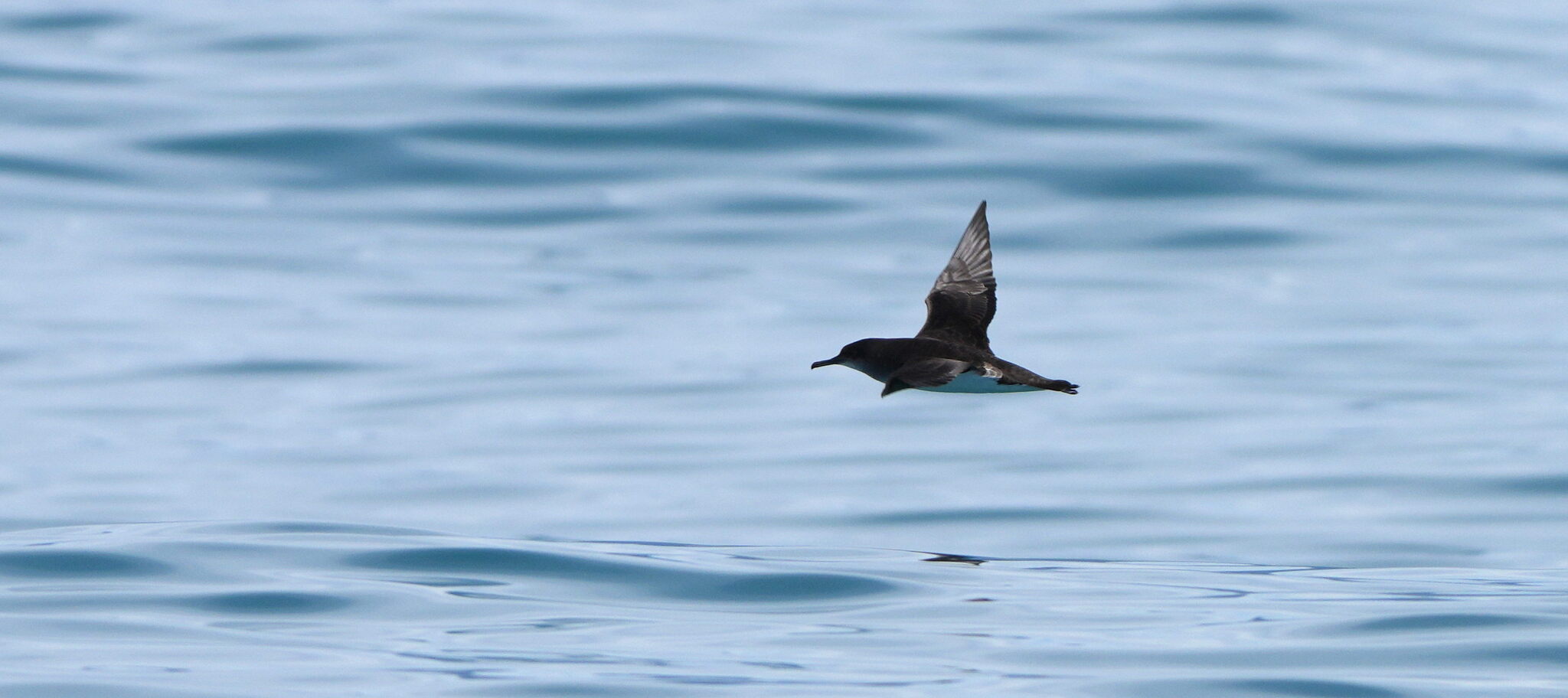 Hutton's Shearwater (Puffinus huttoni)
