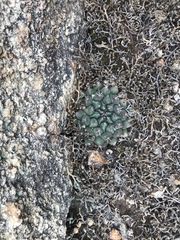 Mammillaria huntiana