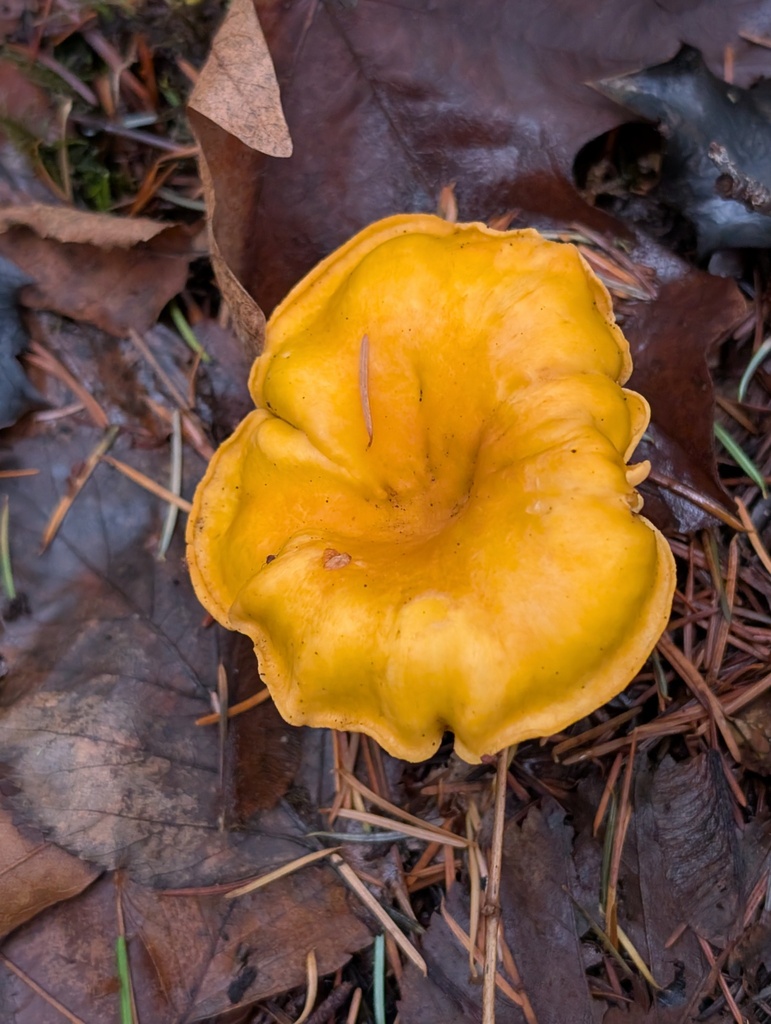Cantharellus formosus · December 2025 · photo: © frondsinhighplaces (iNaturalist, cc-by)