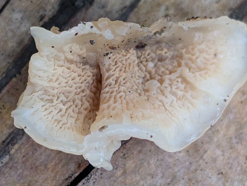Merulius tremellosus · December 2025 · photo: © frondsinhighplaces (iNaturalist, cc-by)