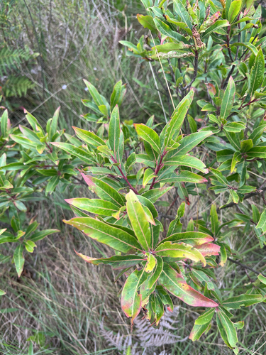 Forest Beechwood (Faurea galpinii)