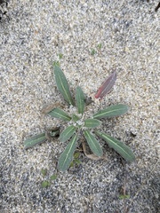Oenothera humifusa