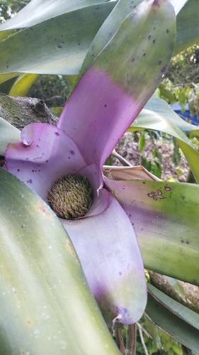 Neoregelia concentrica, photograph 6