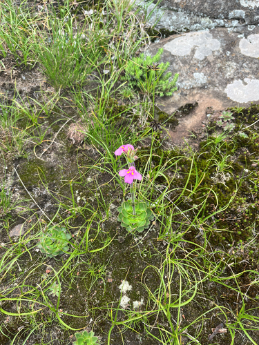 Craterostigma wilmsii (Craterostigma wilmsii)