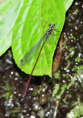Mesagrion leucorrhinum