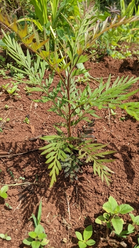 silk oak