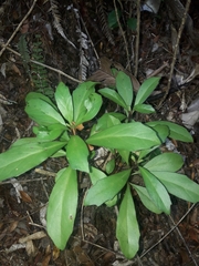 Brachyglottis kirkii