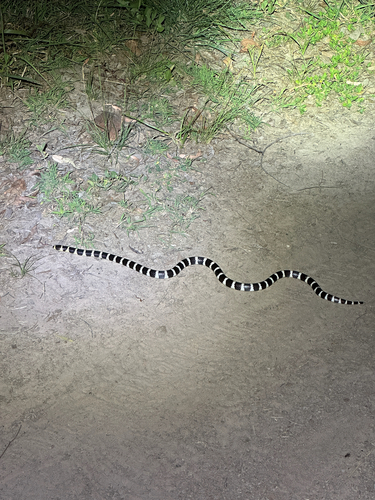 Eastern Bandy Bandy sighting