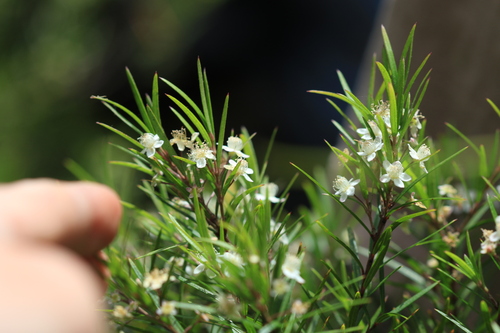 Narrow-leaf Myrtle (Austromyrtus tenuifolia)