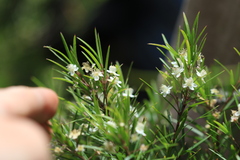 Austromyrtus tenuifolia