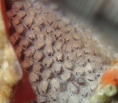 Amphissa versicolor