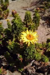 Haplopappus foliosus