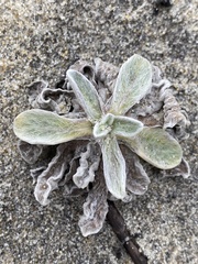 Chrysopsis gossypina