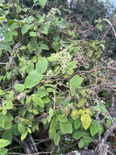 Sombre Bramble (Rubus apetalus)