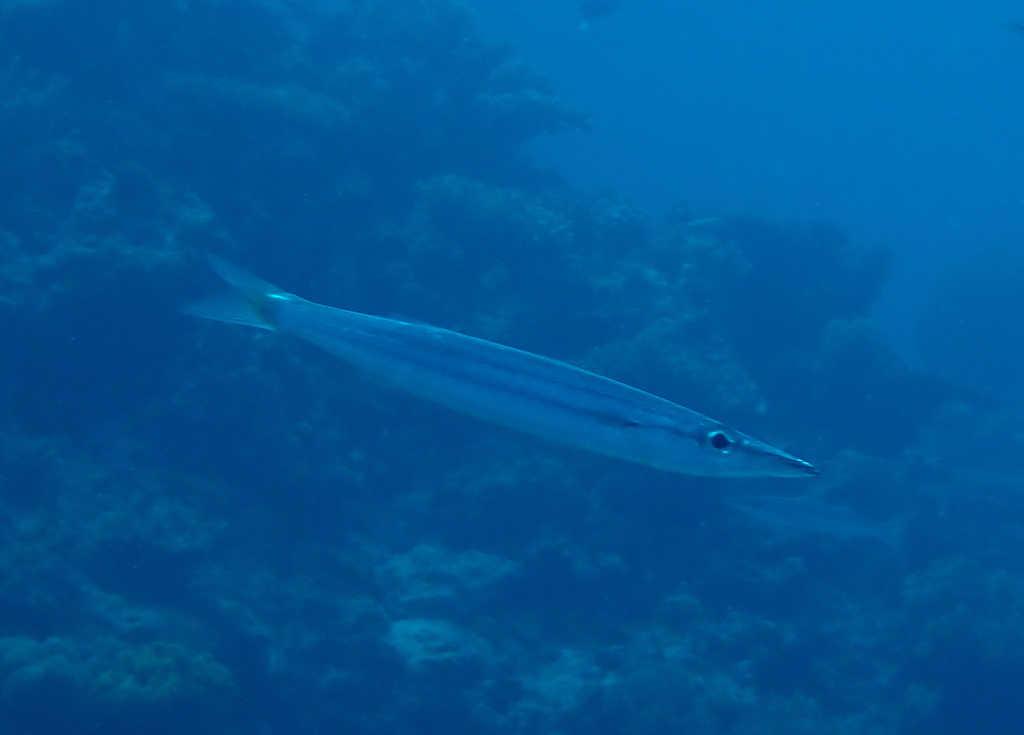 Heller's barracuda (Sphyraena helleri) — Sphyraenidae