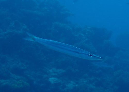 Heller's barracuda (Sphyraena helleri) — Sphyraenidae