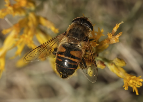 Unknown species found near Manastash Ridge Vista Point westbound, Kittitas County, WA, USA
