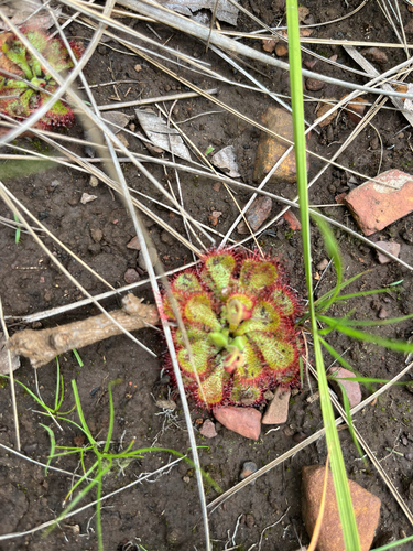 Diels Sundew (Drosera dielsiana)