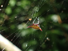 Gasteracantha sauteri