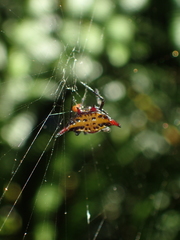 Gasteracantha sauteri