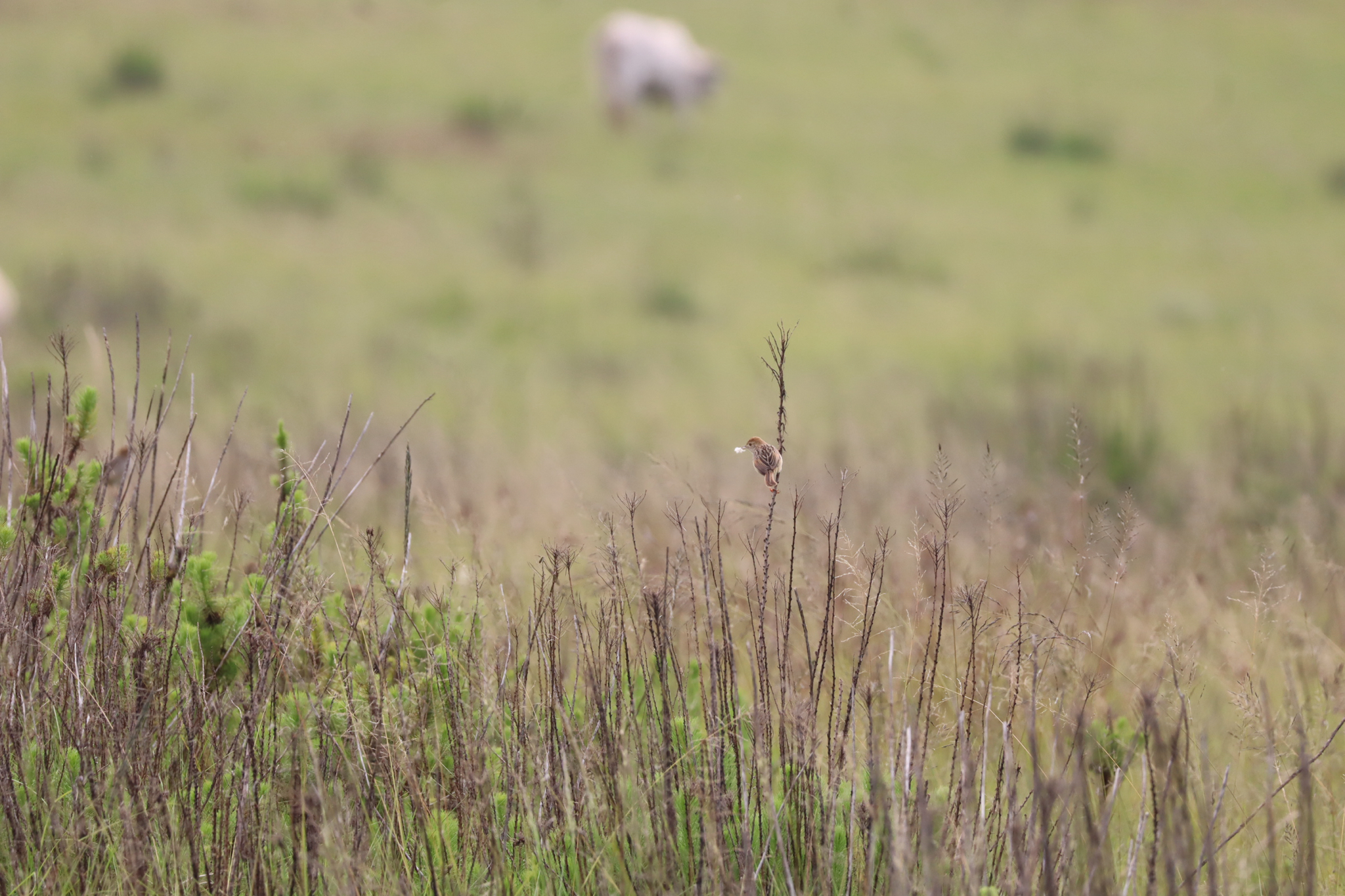 Wailing Cisticola (Cisticola lais), photo 5
