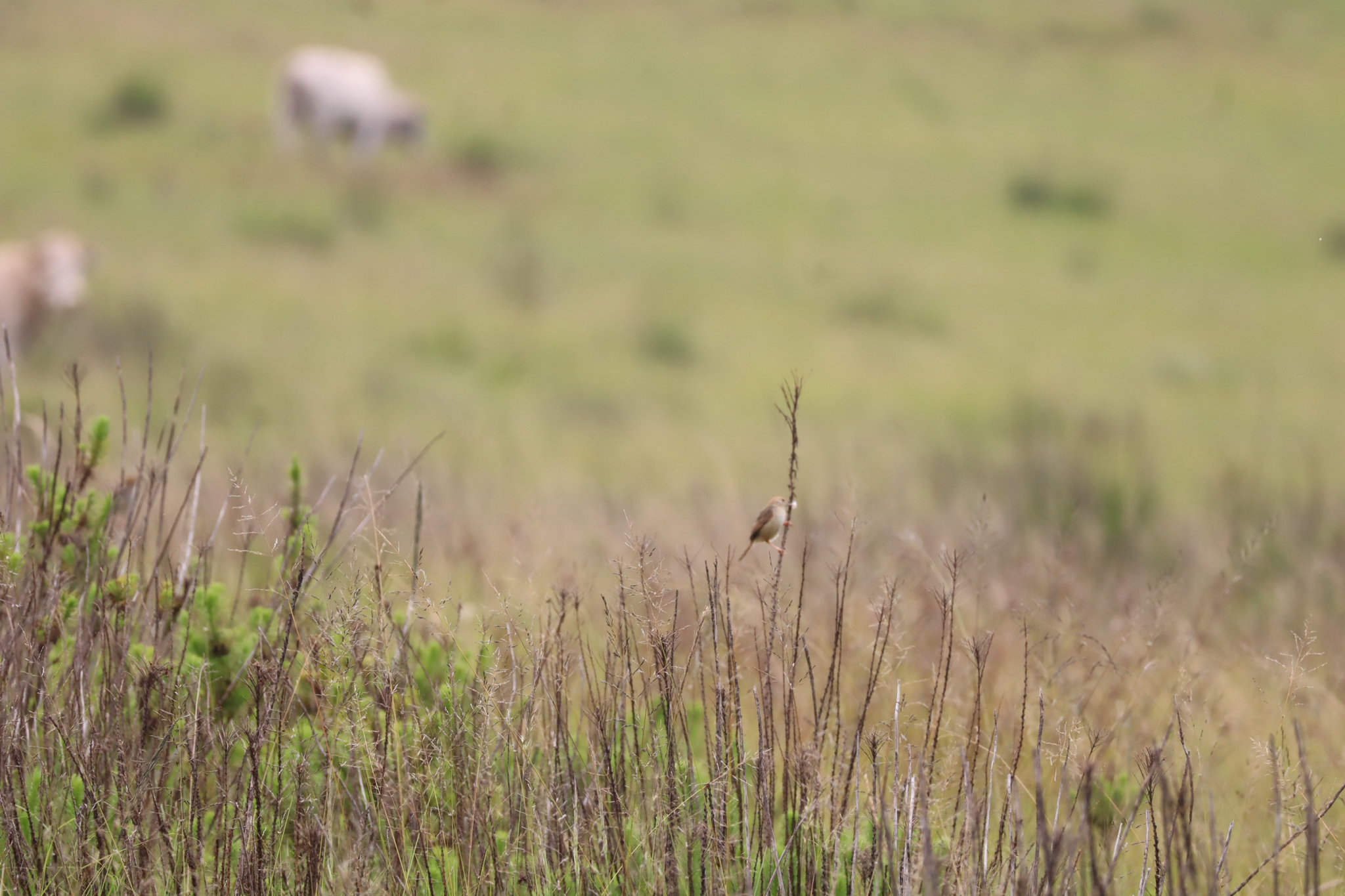 Wailing Cisticola (Cisticola lais), photo 6