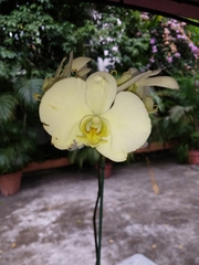 Phalaenopsis