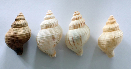 Austrofusus chathamensis, 2025-12-13