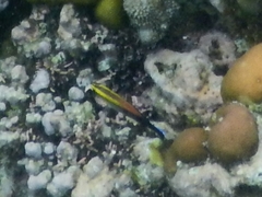 Labroides pectoralis