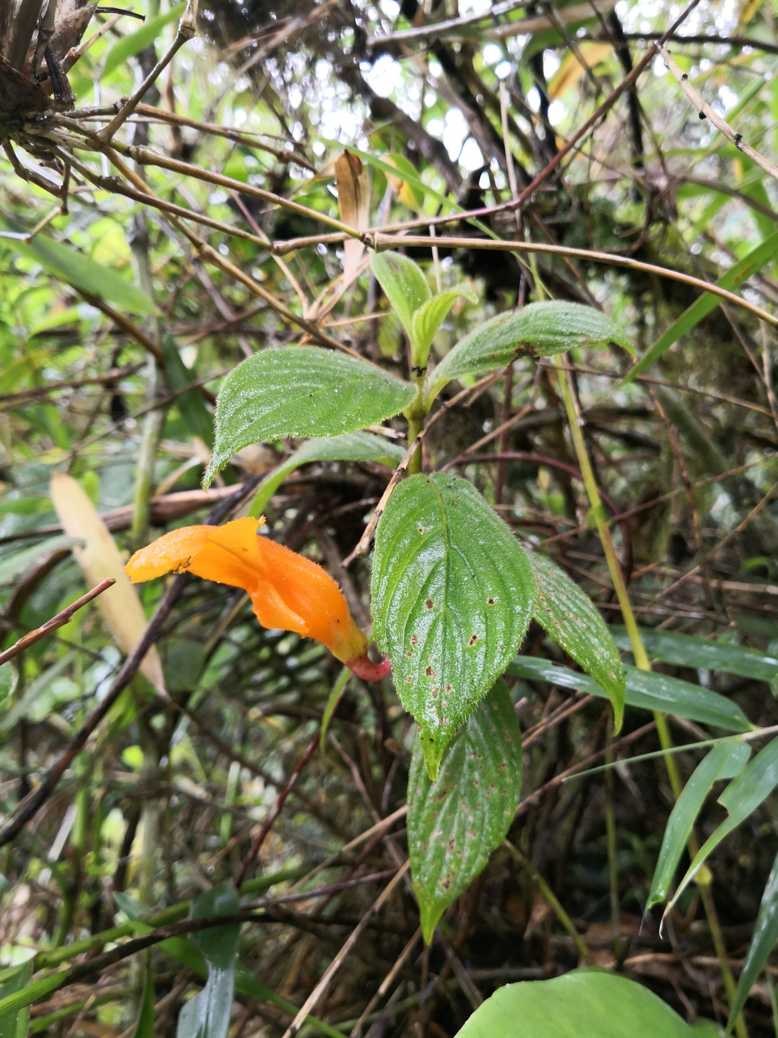 Gesneriaceae image