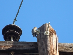 Melanerpes uropygialis