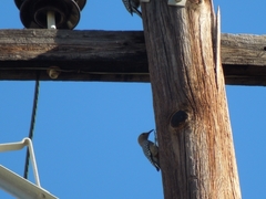 Melanerpes uropygialis