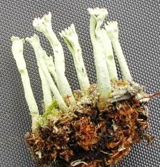 Cladonia deformis