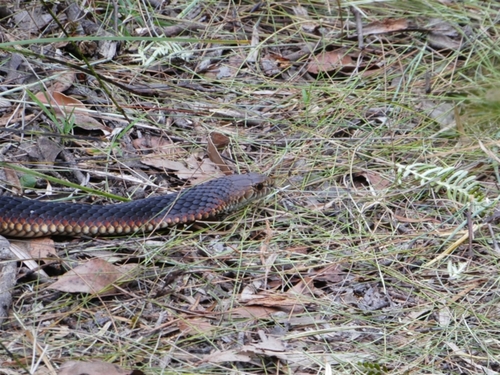 Lowlands Copperhead sighting