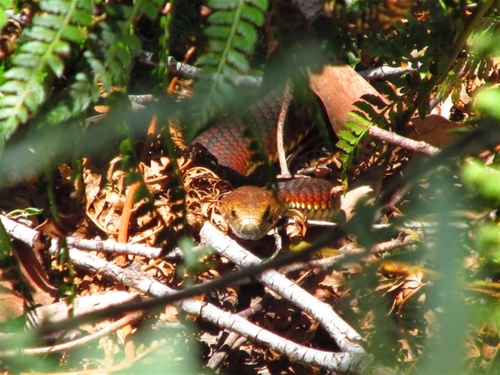 Highlands Copperhead sighting