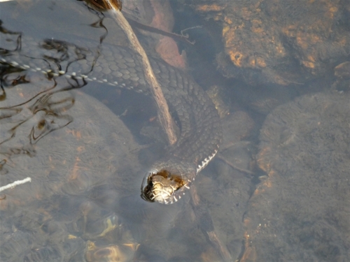 Highlands Copperhead sighting