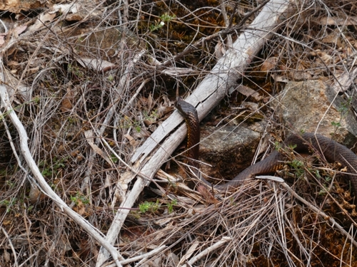 Tiger Snake sighting