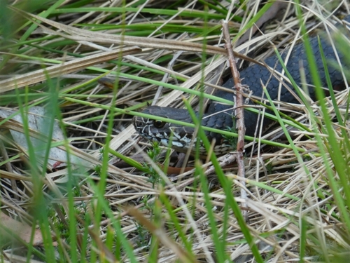 Highlands Copperhead sighting