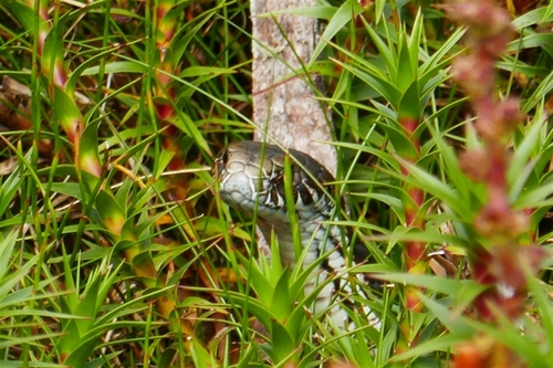 Highlands Copperhead sighting