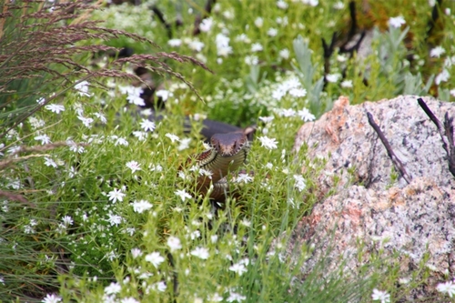 Highlands Copperhead sighting