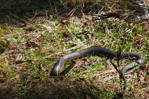 Highlands Copperhead sighting
