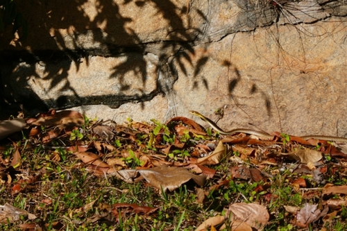 Northern Tree Snake sighting