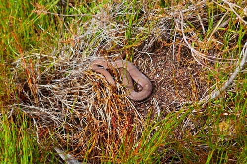 White-lipped Snake sighting