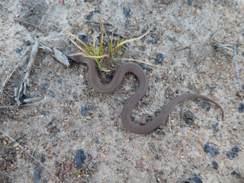 White-lipped Snake sighting