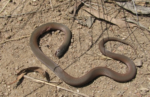 White-lipped Snake sighting