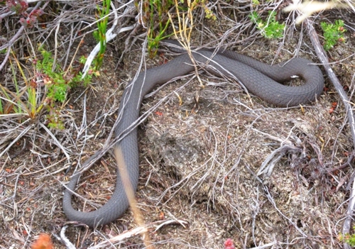 White-lipped Snake sighting